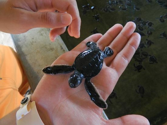 7-Day Sri Lanka Cultural & Coastal Explorer Tour